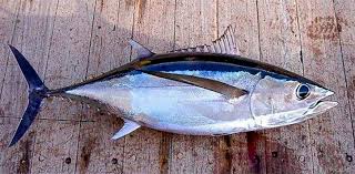 Image result for Thunnus alalunga