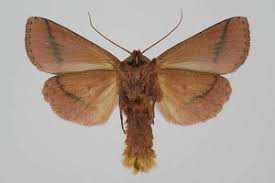 Attēlu rezultāti vaicājumam “Mythimna turca”