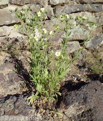 Image result for Potentilla recta