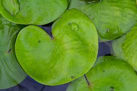 Attēlu rezultāti vaicājumam “Hydrocharis morsus-ranae leaf”