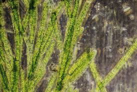 Attēlu rezultāti vaicājumam “Cladophora glomerata”