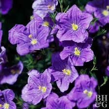 Image result for Nierembergia