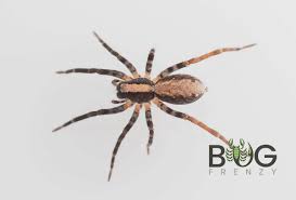 Attēlu rezultāti vaicājumam “Lycosidae”