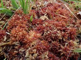Attēlu rezultāti vaicājumam “Sphagnum magellanicum”