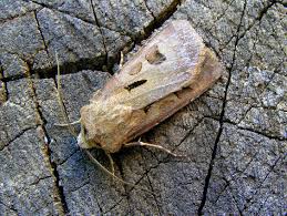 Attēlu rezultāti vaicājumam “Agrotis exclamationis”