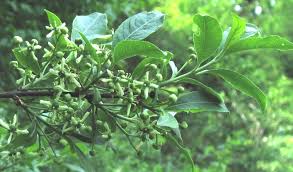 Attēlu rezultāti vaicājumam “Euonymus europaeus”