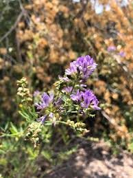 Attēlu rezultāti vaicājumam “Medicago”