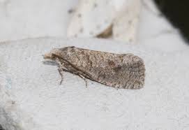 Attēlu rezultāti vaicājumam “Epiblema grandaevana”