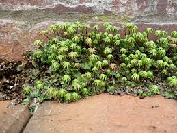 Image result for Marchantia polymorpha