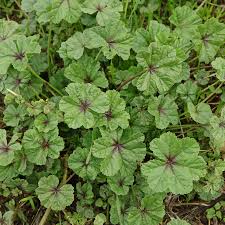 Image result for Malva sylvestris