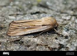 Attēlu rezultāti vaicājumam “Leucania comma”