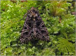 Attēlu rezultāti vaicājumam “Hadena rivularis”