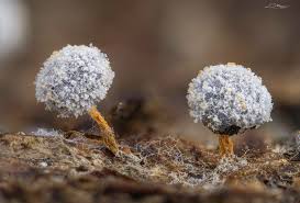 Attēlu rezultāti vaicājumam “Physarum licheniforme macro”