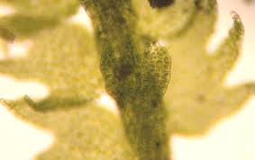 Attēlu rezultāti vaicājumam “Lepidozia reptans”