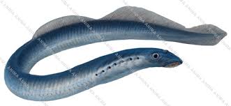 Attēlu rezultāti vaicājumam “Lampetra planeri”