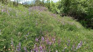 Attēlu rezultāti vaicājumam “Vicia tenuifolia”