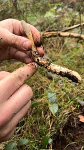 Attēlu rezultāti vaicājumam “Cordyceps polyarthra”