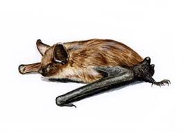 Attēlu rezultāti vaicājumam “Eptesicus serotinus”