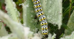 Attēlu rezultāti vaicājumam “Cucullia verbasci larva”