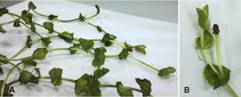 Attēlu rezultāti vaicājumam “Potamogeton perfoliatus flower”