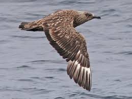 Image result for Stercorarius skua