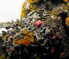 Attēlu rezultāti vaicājumam “Illosporiopsis christiansenii”