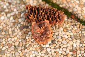 Attēlu rezultāti vaicājumam “Pucciniastrum areolatum”