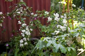 Attēlu rezultāti vaicājumam “Crataegus macracantha flower”