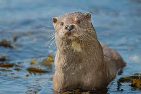 Image result for Eltham Otters