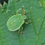 Attēlu rezultāti vaicājumam “Palomena prasina imago”