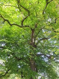 Attēlu rezultāti vaicājumam “Tilia x vulgaris”