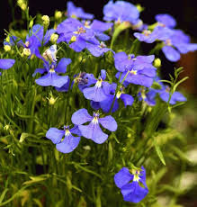 Image result for Lobelien