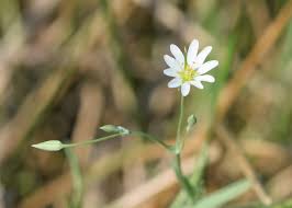 Attēlu rezultāti vaicājumam “Stellaria palustris leaf”