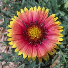 Image result for Gaillardia pulchella