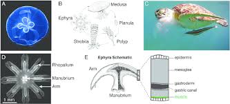 Attēlu rezultāti vaicājumam “Aurelia aurita”