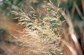 Attēlu rezultāti vaicājumam “Molinia caerulea flower”