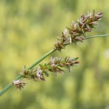 Attēlu rezultāti vaicājumam “Carex spicata”