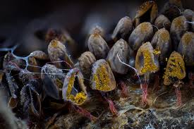 Attēlu rezultāti vaicājumam “Heterotrichia ferruginea (syn. Arcyria ferruginea) spores”