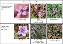 Attēlu rezultāti vaicājumam “Erodium cicutarium flower”