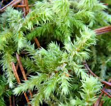 Attēlu rezultāti vaicājumam “Leiocolea rutheana sporophyte”