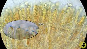 Attēlu rezultāti vaicājumam “Ciboria amentacea”