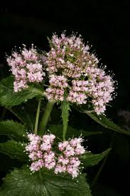 Attēlu rezultāti vaicājumam “Valerianaceae”