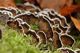 Attēlu rezultāti vaicājumam “Bjerkandera fumosa”