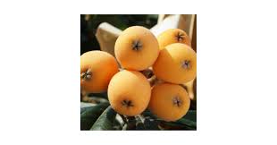 Attēlu rezultāti vaicājumam “Linaria loeselii fruit”