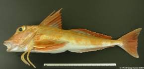 Image result for Chelidonichthys cuculus
