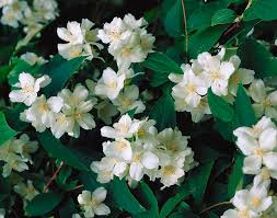 Attēlu rezultāti vaicājumam “Philadelphus coronarius”