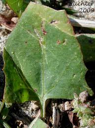 Attēlu rezultāti vaicājumam “Atriplex calotheca leaf”