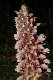 Attēlu rezultāti vaicājumam “Lathraea squamaria fruit”