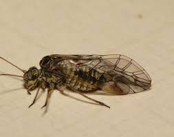 Attēlu rezultāti vaicājumam “Psococerastis gibbosa”