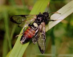 Attēlu rezultāti vaicājumam “Cimbicidae”